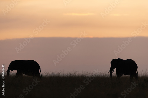 A pair of African elephants during sunset, Masai Mara, Kenya
