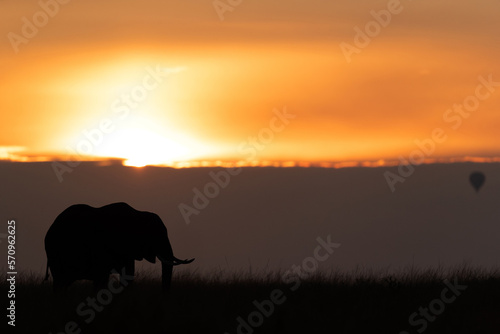 Silhouette of an African elephant during sunset  Masai Mara  Kenya