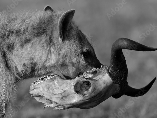 Hyena walking with a skull in the Svannah of Masai Mara, Kenya