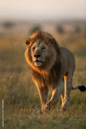 The king during morning hours in Savanah, Masai Mara, Kenya