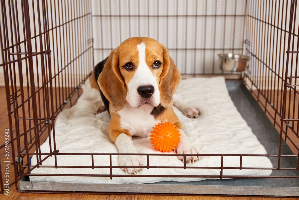 Kennel size for sales beagle