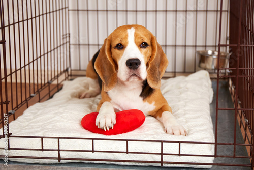 Cute beagle dog is lying in a pet cage. Wire box for keeping and safe transportation of the animal. 
