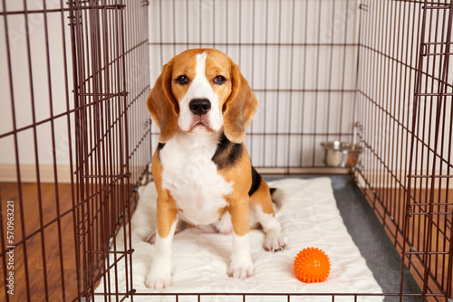 The cute beagle dog is sitting in a cage. Wire crate for keeping and safe transportation of pets. photo