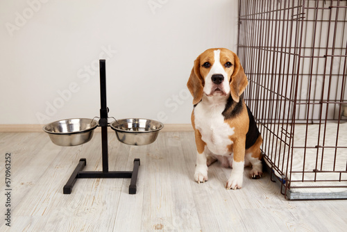 Print op canvas Cute dog Beagle is sitting in the room by the bowls for food and water