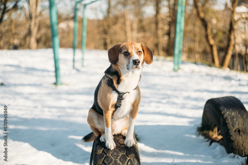 cute beagle dog on a winter walk