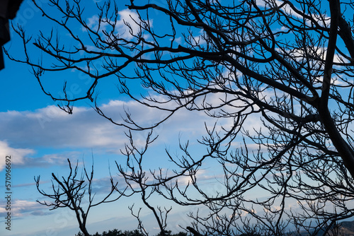 Naked branches of a tree against blue sky with some cloud