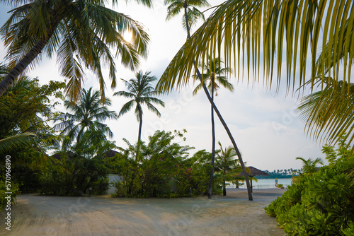 coconut palm tree in the tropical island with blue sky and white sandy beaches