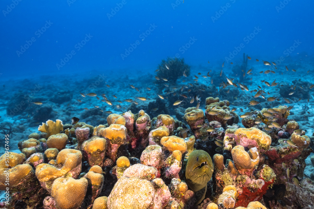 Seascape with Green Moray Eel in the coral reef of the Caribbean Sea