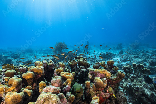 Fototapeta Naklejka Na Ścianę i Meble -  Seascape with Green Moray Eel in the coral reef of the Caribbean Sea