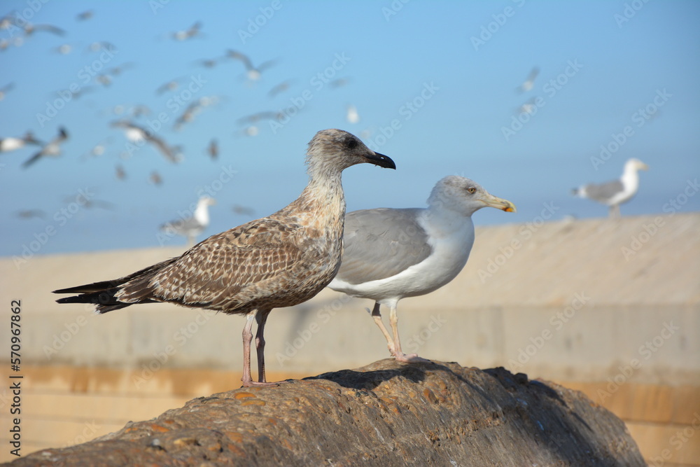 waiting for what tomorrow will bring, it's better in a couple. seagulls - Marocco - Essaouira waiting for what tomorrow will bring, it's better in a couple. seagulls - Marocco - Essaouira