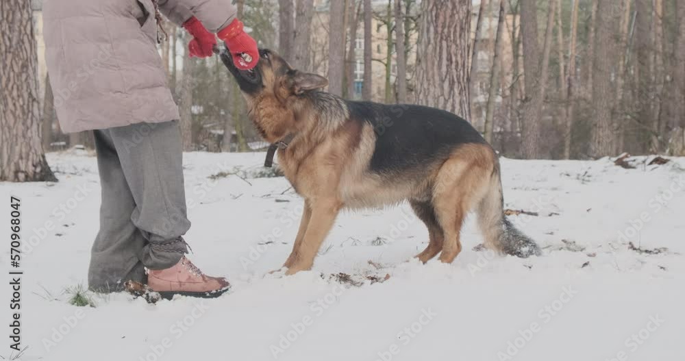 Games with pets, German shepherd takes stick from owner. Winter, snow, cold, forest, daytime, side view.