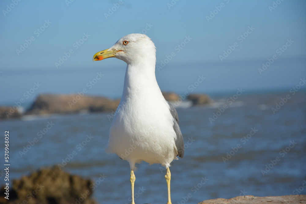 Impatiently waiting for food.seagull. Morocco