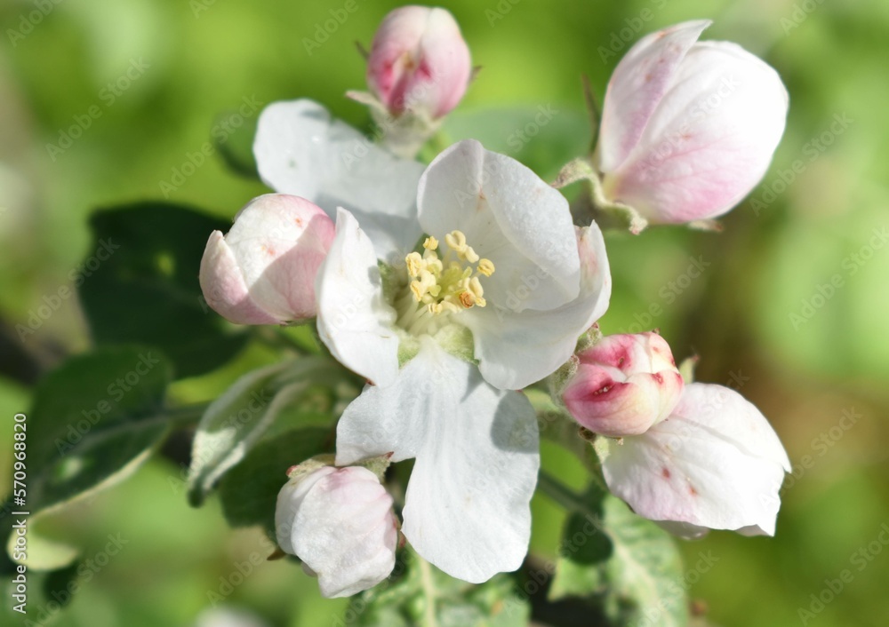 pink apple blossom pink apple blossom