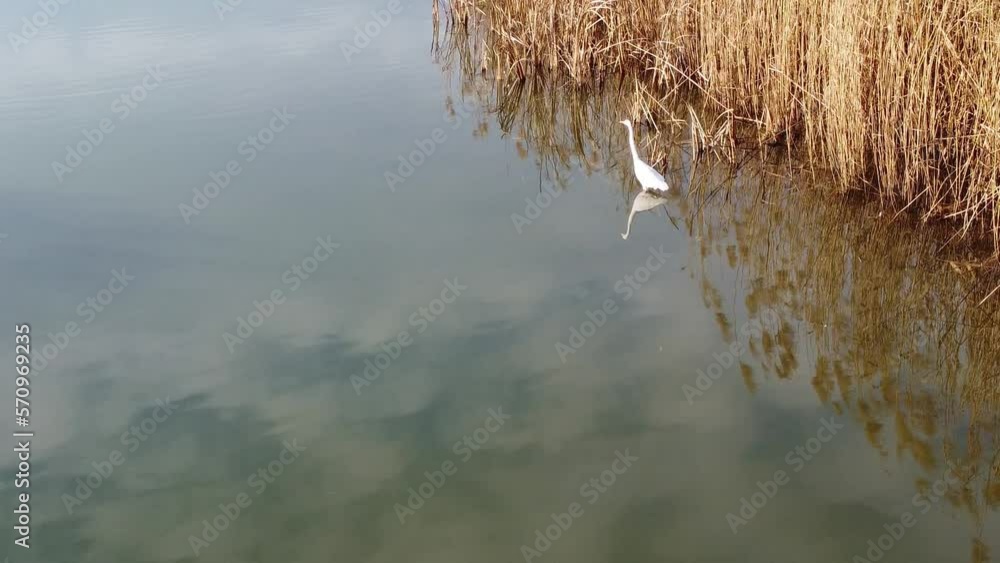 Great white heron, Ardea alba at riverbank in winter Great white heron, Ardea alba at riverbank in winter