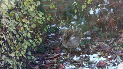 A woodcock in the undergrowth on a winter day. photo
