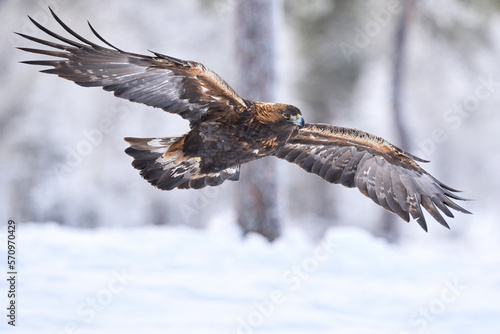 Canvas-taulu Golden eagle (Aquila chrysaetos)