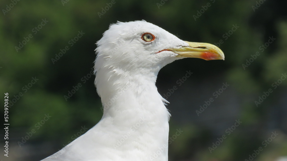 A seagull on the beach 