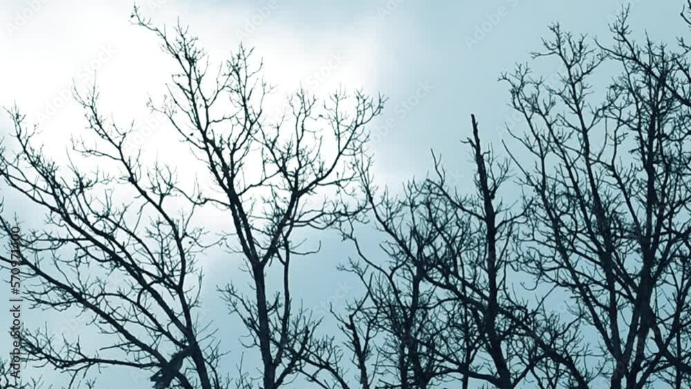 A strong wind moves the tree branches. Bad weather in nature. Gusts of wind break tree branches A strong wind moves the tree branches. Bad weather in nature. Gusts of wind break tree branches
