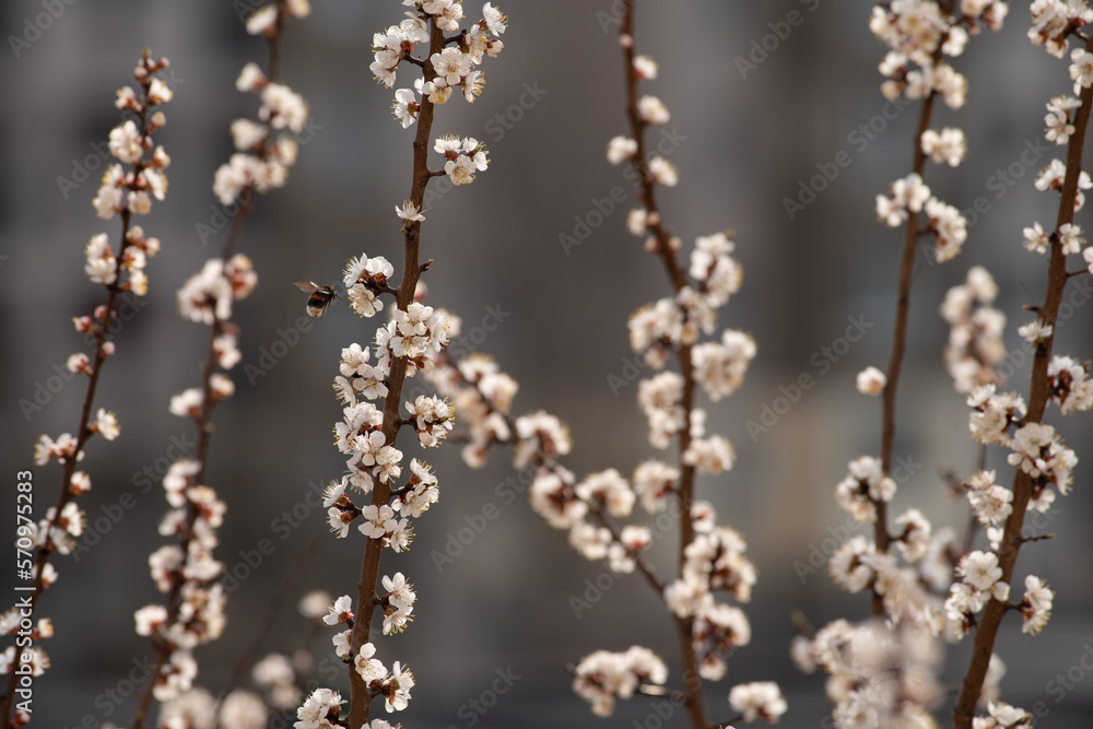 Bumblebee in flight near a branch of a blossoming apricot tree. Against a blurred background flowering tree. Selective focus.. Bumblebee in flight near a branch of a blossoming apricot tree. Against a blurred background flowering tree. Selective focus..