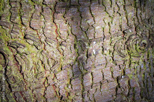 Textured background of tree bark