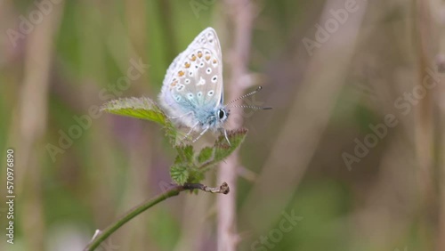 Wallpaper Mural Common blue butterfly in English countryside Torontodigital.ca