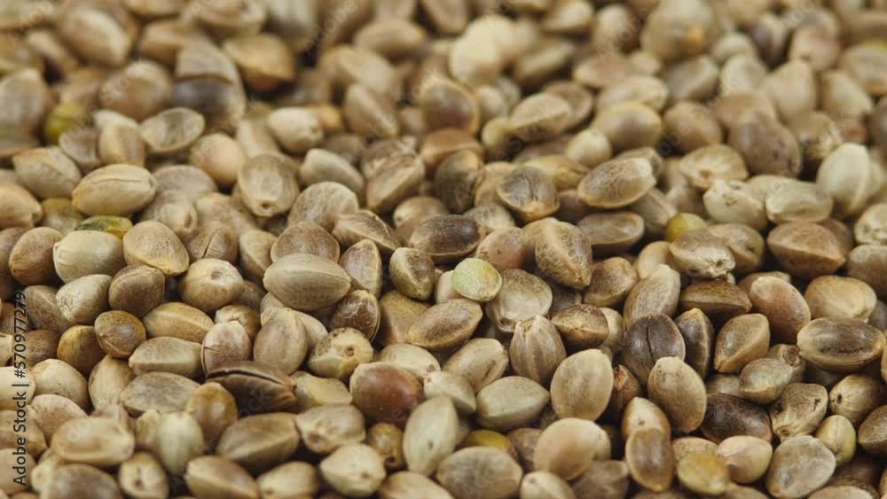 Hemp Seeds Rotating Background, Macro. Organic Food. Dried Superfood. Hemp Seeds Texture Background Hemp Seeds Rotating Background, Macro. Organic Food. Dried Superfood. Hemp Seeds Texture Background