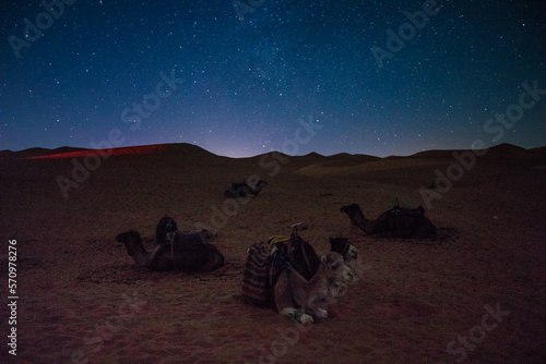 starry sky  night  sahara  desert  landscape  natur  light  dark  astronomy  camel