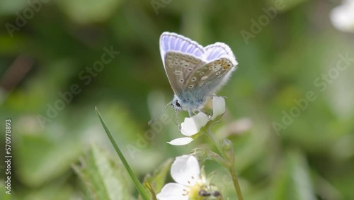 Common blue butterfly in English countryside