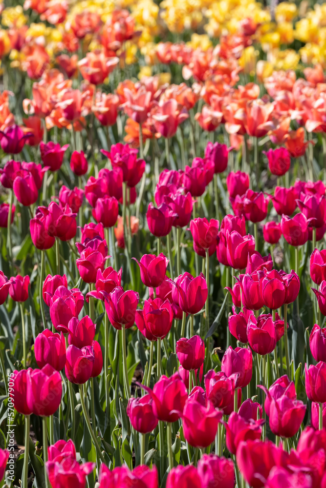 Field of colorful Tulip flowers in Holland, Michigan Field of colorful Tulip flowers in Holland, Michigan