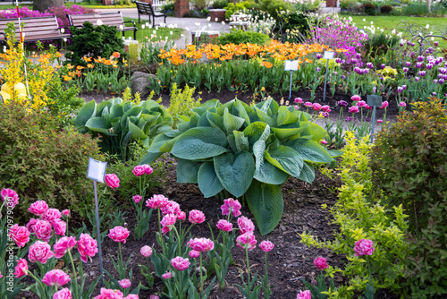 Fotografía Empress Wu Giant Hosta plant in a Tulip garden during spring time