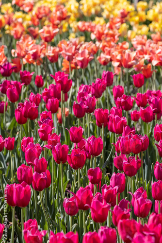 Field of colorful Tulip flowers in Holland  Michigan