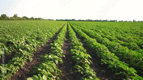 green sunflower sprouts. agriculture a green field sprouts concept. young sunflower farm field nature view. sunflower farm field lifestyle movement landscape. agriculture business concept