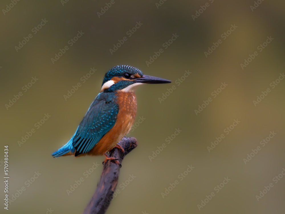 Fototapeta premium Eisvogel