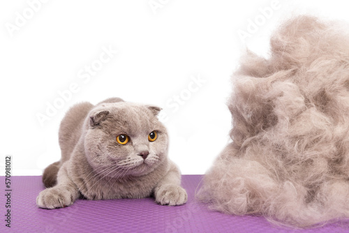 A British gray cat looks with surprise at a large pile of his own fur after a haircut in an animal beauty salon. photo