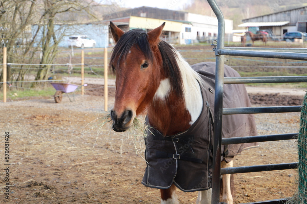 Fototapeta premium several horses are standing at a feed rack with hay