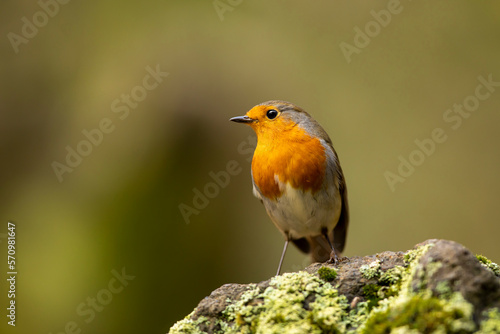 European Robin, Erithacus rubecula, passerine bird in the nature habitat. Stay on mossy stone. Czech republic © sci
