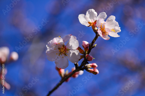 Pink almond tree flowers on almond tree branches against blue sky on a warm, sunny spring day