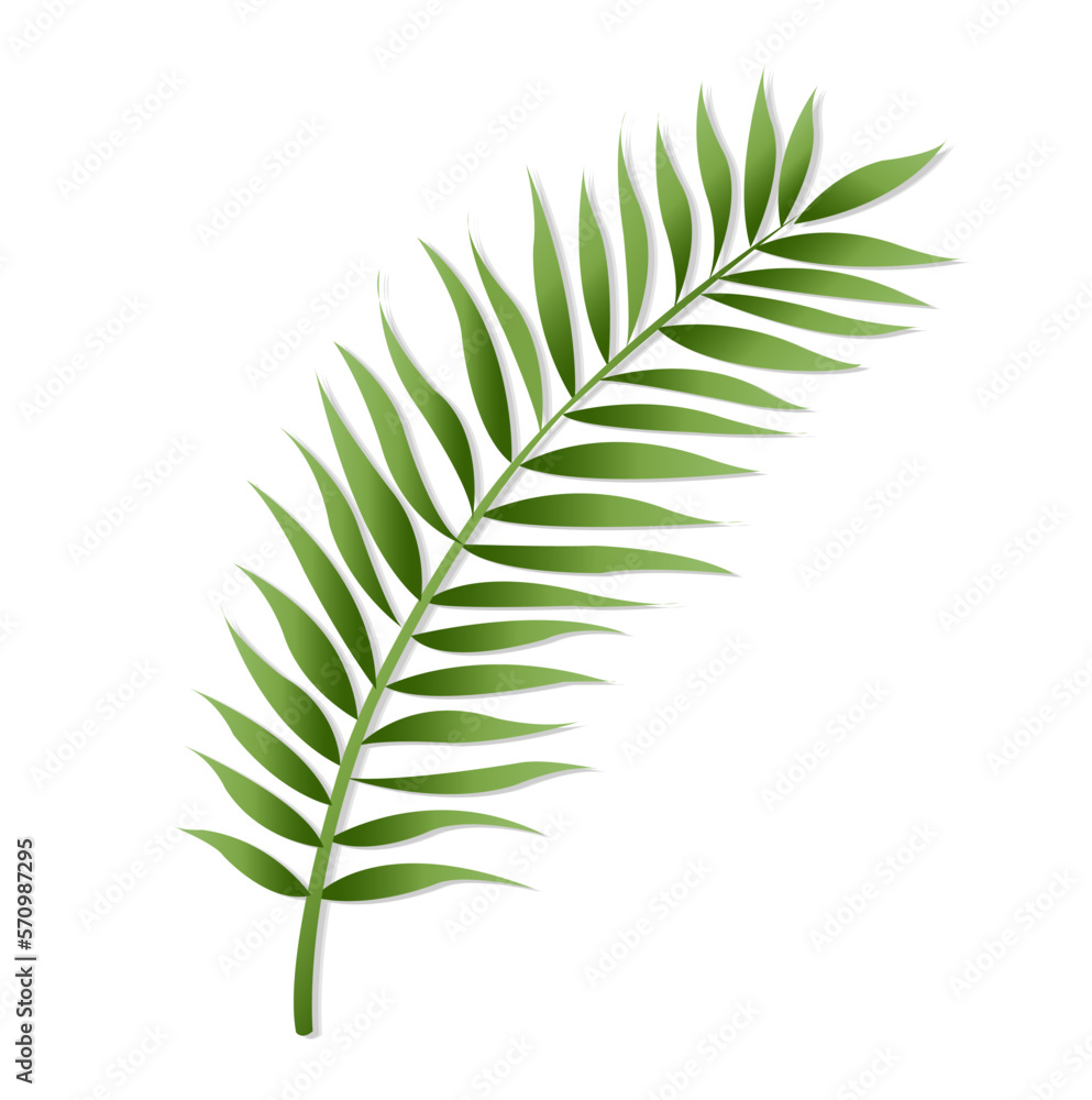 Green Palm Leaf Isolated White Background Green Palm Leaf Isolated White Background