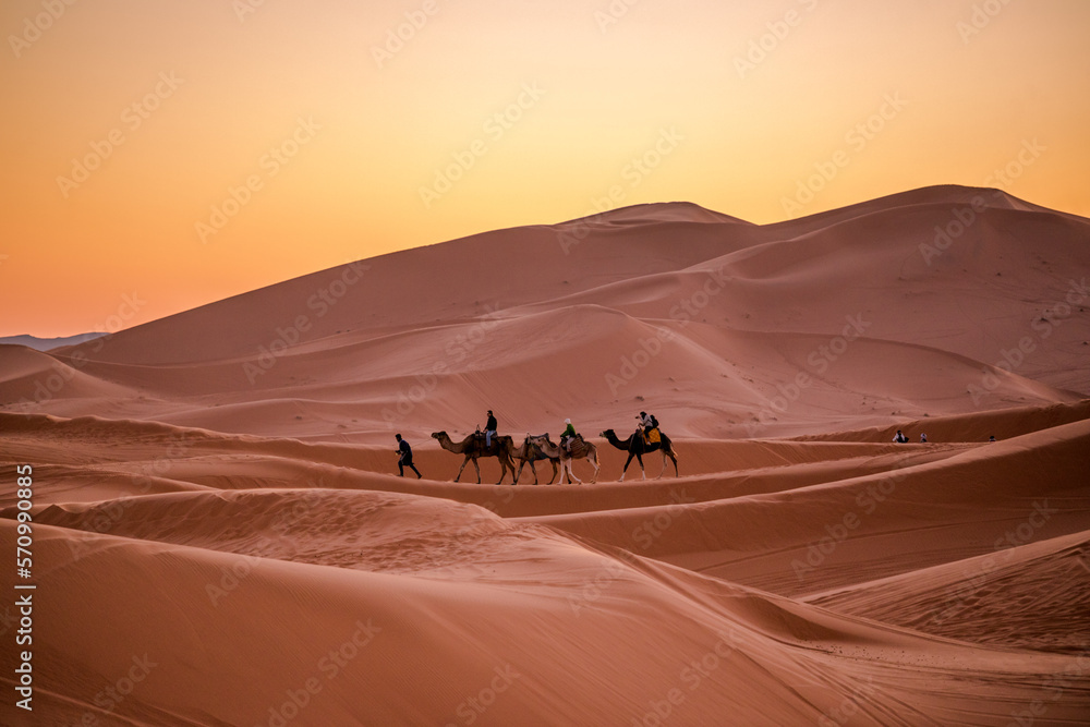 sahara desert landscape natur camel sunset camel - obrazy, fototapety, plakaty 