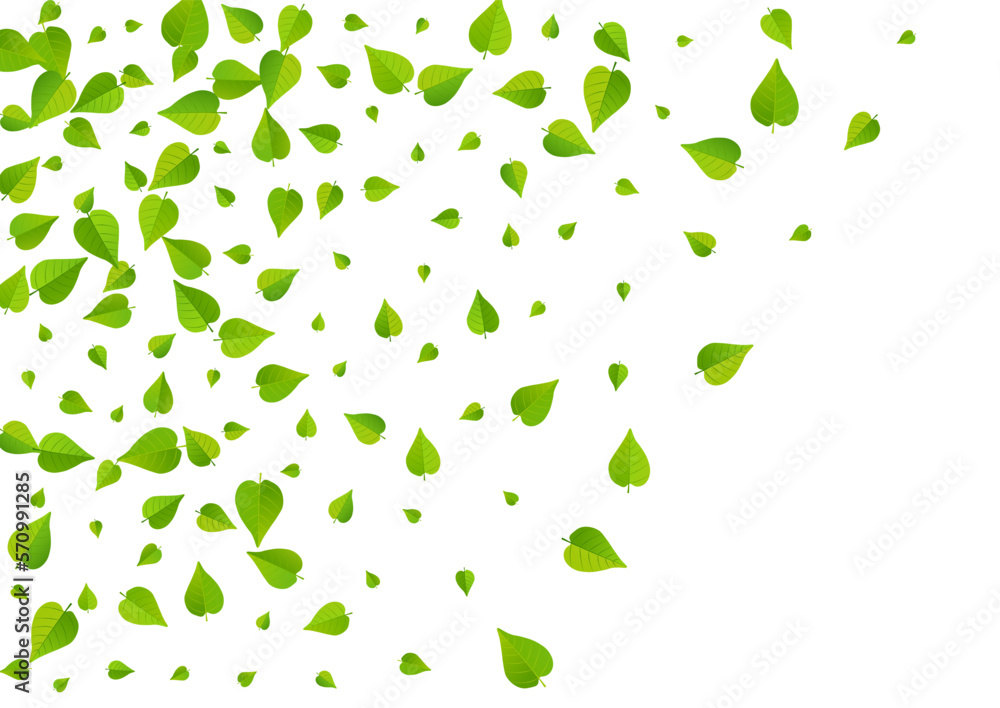 Olive Foliage Abstract Vector White Background Olive Foliage Abstract Vector White Background