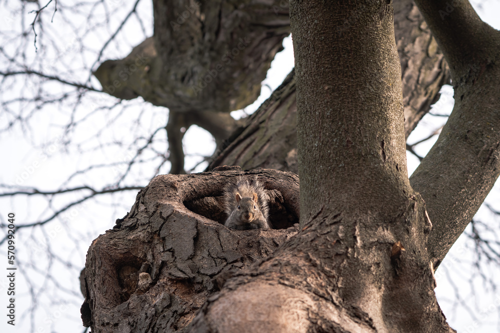 A close-up wildlife photograph looking straight up an adorable common gray squirrel sticking its head out of a large tree hollow or hole looking straight down at the camera. A close-up wildlife photograph looking straight up an adorable common gray squirrel sticking its head out of a large tree hollow or hole looking straight down at the camera.