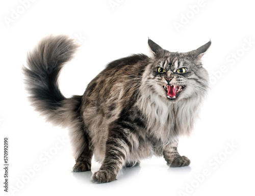 Cuadro en lienzo maine coon cat