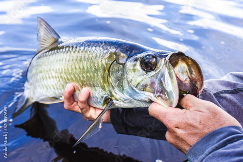 Juvenile Tarpon