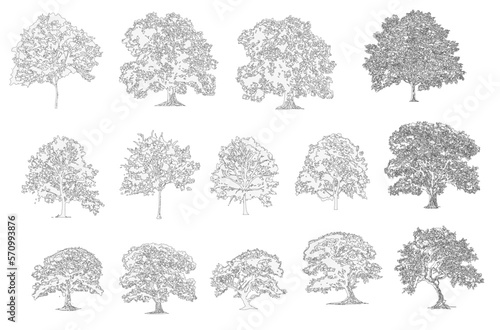 Minimal style cad tree line drawing, Side view, set of graphics trees elements outline symbol for architecture and landscape design drawing. Vector illustration in stroke fill in white.