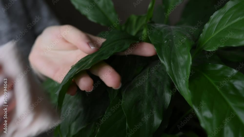 A woman wipes the leaves of a houseplant with a damp soft cloth. Houseplant care. Spathiphyllum. The concept of floriculture and plant growing, plant care, hobby. A woman wipes the leaves of a houseplant with a damp soft cloth. Houseplant care. Spathiphyllum. The concept of floriculture and plant growing, plant care, hobby.