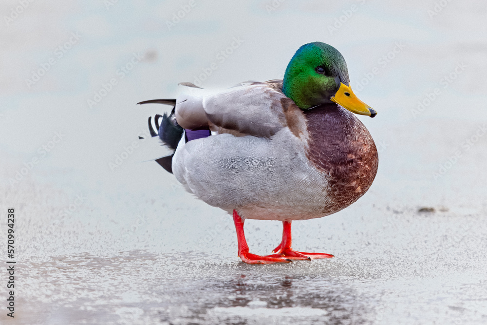 A Male Mallard Duck on the Winter Ice A Male Mallard Duck on the Winter Ice