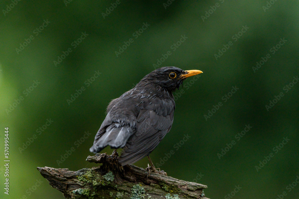 Amsel Amsel