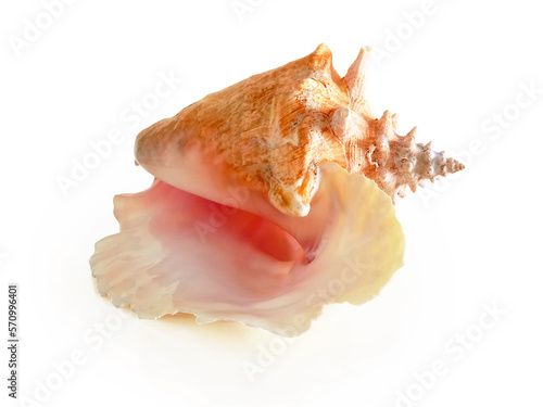 large west indies lambi shell on a white background Spiral seashell taken closeup isolated on white background. Marine conch shell Close up. Decoration with natural marine motifs.