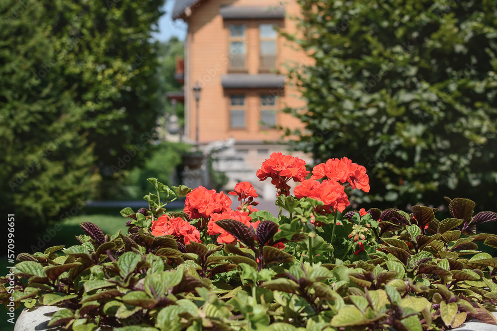 red flowers on the background of a luxury house and green trees
