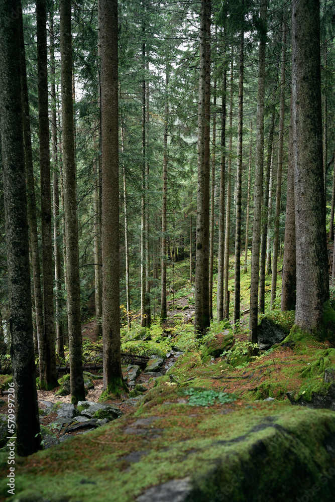 Moody atmosphere during a rainy and foggy day in the forest of Val di Genova, Trentino Alto Adige, Northern Italy Moody atmosphere during a rainy and foggy day in the forest of Val di Genova, Trentino Alto Adige, Northern Italy